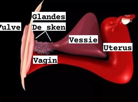 Glande de Skene : définition, rôle, inflammation, kyste